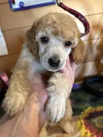 Walter, a male Poodle - Miniature  for sale in Pine City, MN – 3 of 8