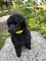 Lola, a female Poodle - Miniature  for sale in Pine City, MN – 7 of 8