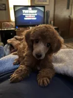 Pearl , a female Poodle - Miniature  for sale in Pine City, MN – 4 of 4