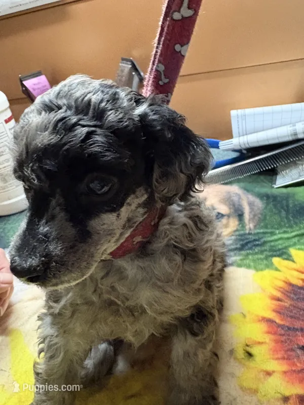 Matilda – Poodle - Miniature  puppy for sale in Pine City, MN