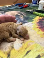 Sam, a male Poodle - Miniature  for sale in Pine City, MN – 3 of 5