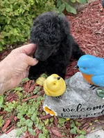 Lola, a female Poodle - Miniature  for sale in Pine City, MN – 2 of 8