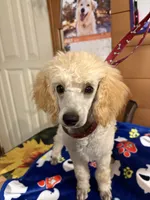Clyde, a male Poodle - Miniature  for sale in Pine City, MN – 4 of 8