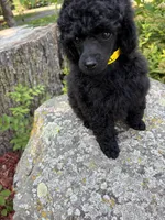 Lola, a female Poodle - Miniature  for sale in Pine City, MN – 6 of 8
