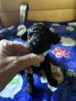 Dandy, a male Poodle - Miniature  for sale in Pine City, MN – 7 of 7