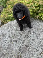 Dandy, a male Poodle - Miniature  for sale in Pine City, MN – 4 of 8