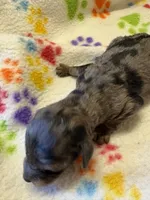 Miss kitty, a female Poodle - Miniature  for sale in Pine City, MN – 4 of 6