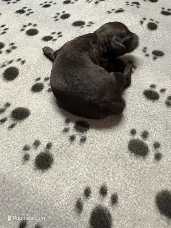 Kenny – Poodle - Miniature  puppy on hold in Pine City, MN