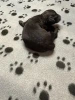 Kenny, a male Poodle - Miniature  for sale in Pine City, MN – Photo 1 of 3