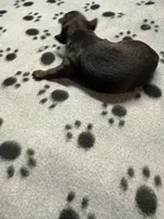 Kenny, a male Poodle - Miniature  for sale in Pine City, MN – Photo 2 of 3