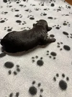 Kenny, a male Poodle - Miniature  for sale in Pine City, MN – Photo 3 of 3