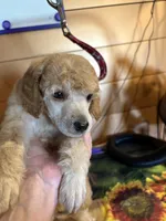 Walter, a male Poodle - Miniature  for sale in Pine City, MN – 5 of 8