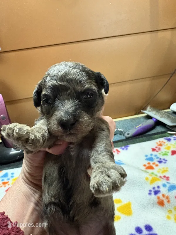 Miss kitty – Poodle - Miniature  puppy for sale in Pine City, MN