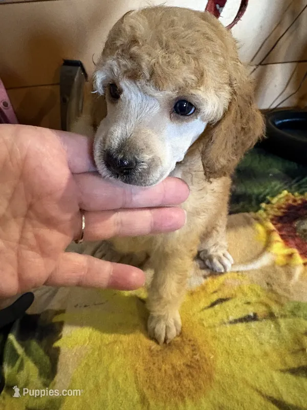 Walter – Poodle - Miniature  puppy for sale in Pine City, MN