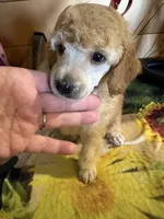 Walter, a male Poodle - Miniature  for sale in Pine City, MN – 1 of 8