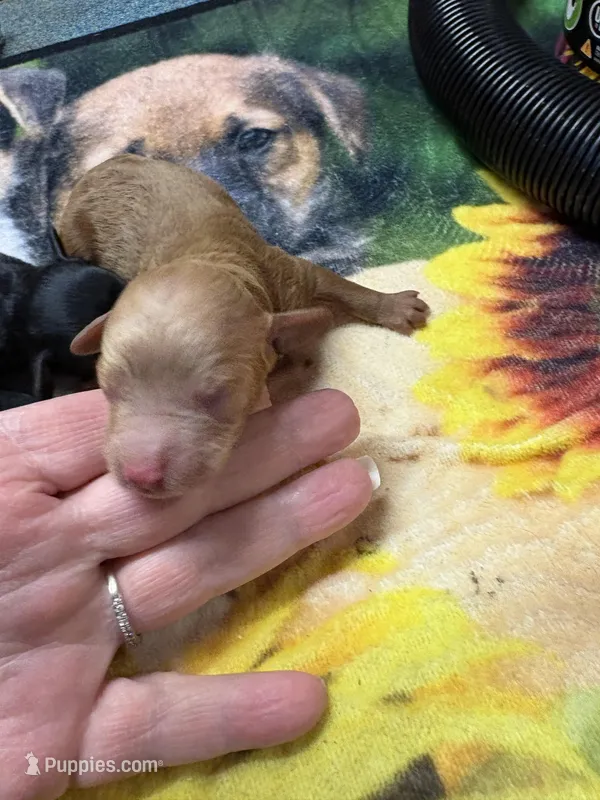 Willie – Poodle - Miniature  puppy for sale in Pine City, MN