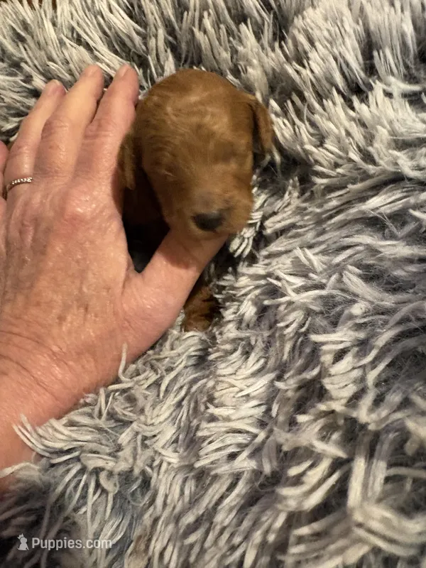 Chester – Poodle - Miniature  puppy on hold in Pine City, MN