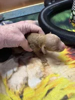 Willie, a male Poodle - Miniature  for sale in Pine City, MN – Photo 4 of 4