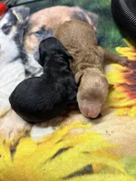 Willie, a male Poodle - Miniature  for sale in Pine City, MN – Photo 3 of 4