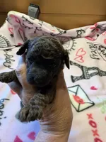 Lydia, a female Poodle - Miniature  for sale in Pine City, MN – 1 of 6