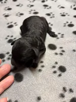 Doug, a male Poodle - Miniature  for sale in Pine City, MN – Photo 2 of 4