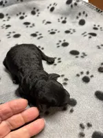 Doug, a male Poodle - Miniature  for sale in Pine City, MN – Photo 1 of 4