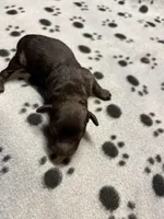 Doug, a male Poodle - Miniature  for sale in Pine City, MN – Photo 3 of 4