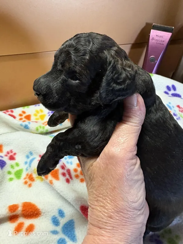 Doug – Poodle - Miniature  puppy for sale in Pine City, MN