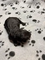 Doug, a male Poodle - Miniature  for sale in Pine City, MN – Photo 4 of 4