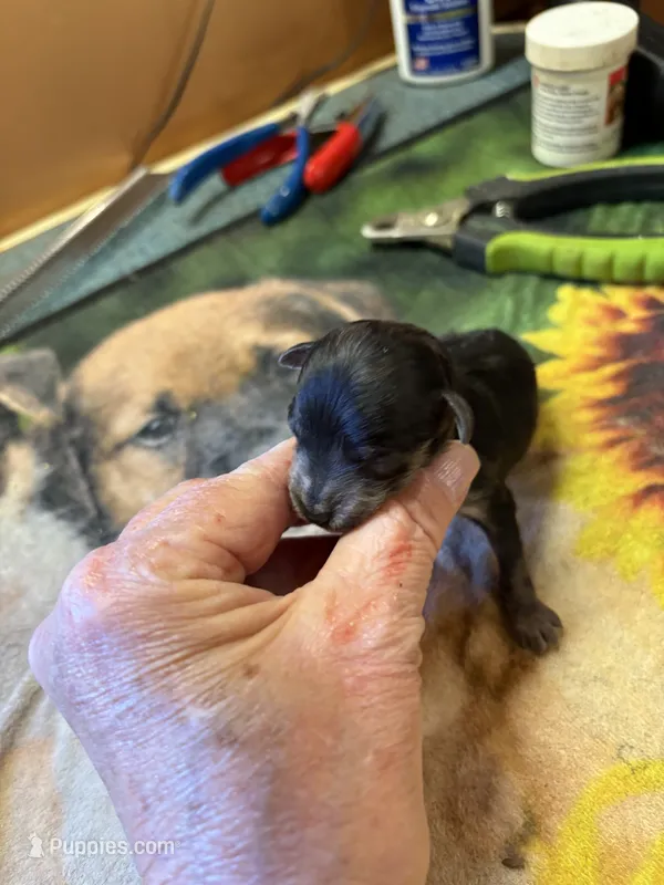 Willie  – Poodle - Miniature  puppy for sale in Pine City, MN