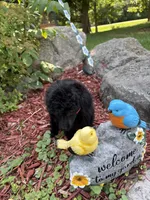 Luna , a female Poodle - Miniature  for sale in Pine City, MN – 5 of 8