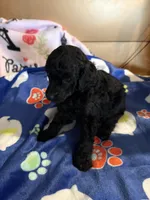 Waylon , a male Poodle - Miniature  for sale in Pine City, MN – 9 of 10