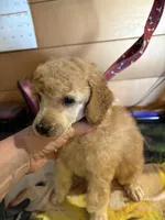 Walter, a male Poodle - Miniature  for sale in Pine City, MN – 8 of 8