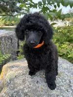 Dandy, a male Poodle - Miniature  for sale in Pine City, MN – 8 of 8
