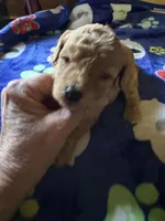 Dusty, a male Poodle - Miniature  for sale in Pine City, MN – 5 of 6