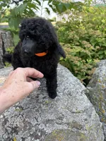 Dandy, a male Poodle - Miniature  for sale in Pine City, MN – 7 of 8