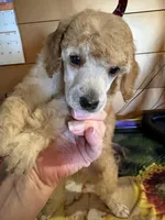 Walter, a male Poodle - Miniature  for sale in Pine City, MN – 2 of 8