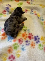 Matilda, a female Poodle - Miniature  for sale in Pine City, MN – 8 of 9