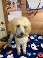 Clyde, a male Poodle - Miniature  for sale in Pine City, MN – 7 of 8