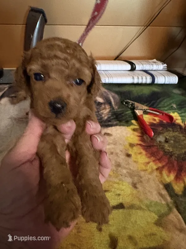 Dodge – Poodle - Miniature  puppy for sale in Pine City, MN