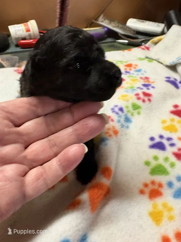 Waylon  – Poodle - Miniature  puppy for sale in Pine City, MN