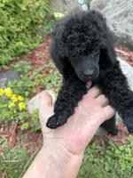 Luna , a female Poodle - Miniature  for sale in Pine City, MN – 7 of 8