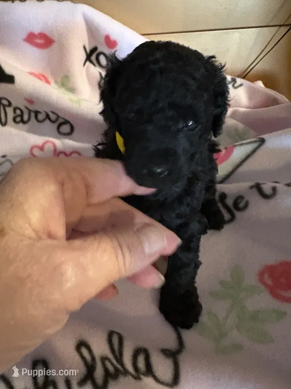 Lola – Poodle - Miniature  puppy for sale in Pine City, MN