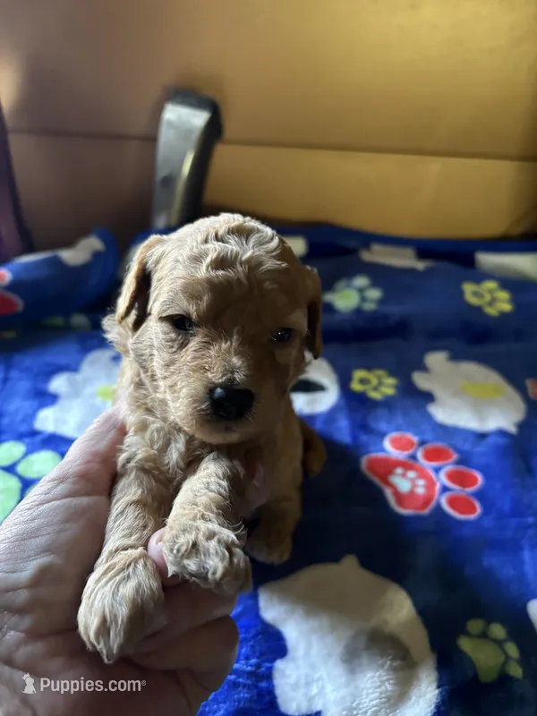 Dusty – Poodle - Miniature  puppy for sale in Pine City, MN