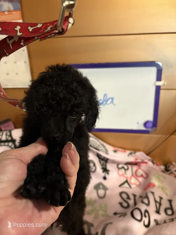 Lola – Poodle - Miniature  puppy for sale in Pine City, MN