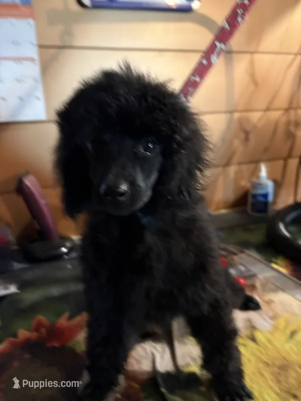 Festus – Poodle - Miniature  puppy for sale in Pine City, MN
