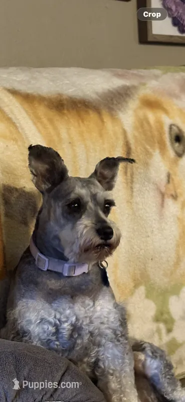 Betsy – Miniature Schnauzer puppy for sale in Pine City, MN