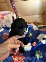 Waylon , a male Poodle - Miniature  for sale in Pine City, MN – 3 of 10
