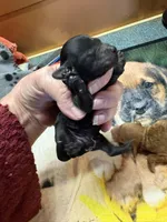 Festus, a male Poodle - Miniature  for sale in Pine City, MN – Photo 1 of 5