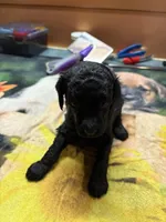 Festus, a male Poodle - Miniature  for sale in Pine City, MN – Photo 4 of 5